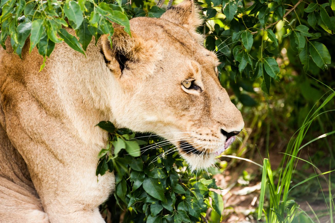 LE COLLINE DI UGANDA E RWANDA: 16 GG / KIBALE-QUEEN ELIZABETH NP-KIBUYE ...